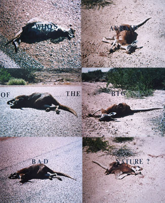 Who's Afraid of the Big Bad Nature, 1994, Cibachrome Photgraphs